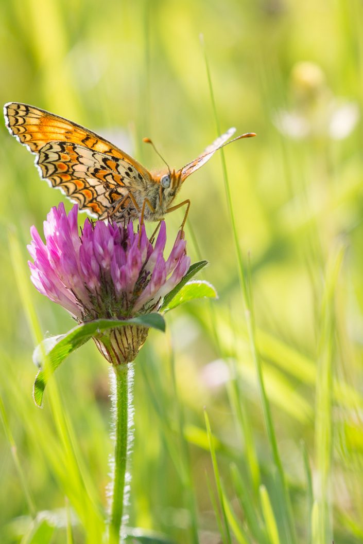 Mélitée des Centaurées (Melitaea Phoebe)