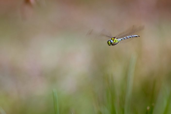 Aeschne bleue (Aeshna cyanea)- Mâle - Forêt de Fontainebleau