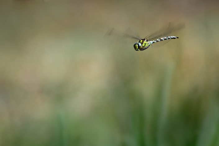 Aeschne bleue (Aeshna cyanea)- Mâle - Forêt de Fontainebleau