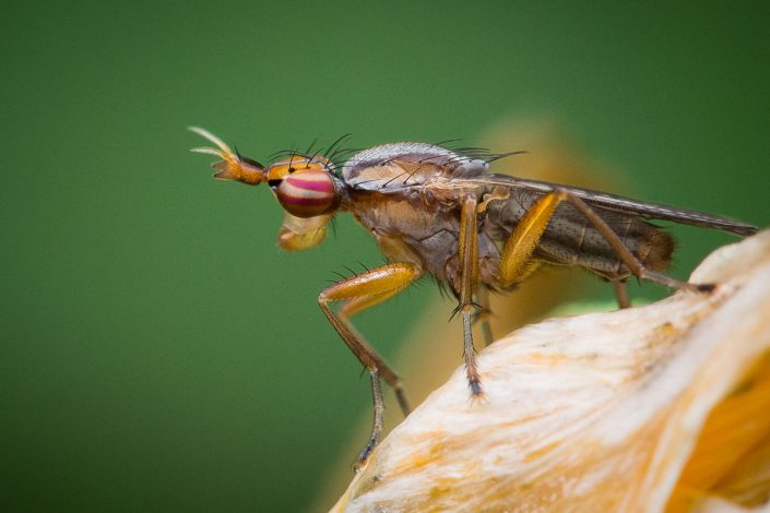 Limnia unguicornis