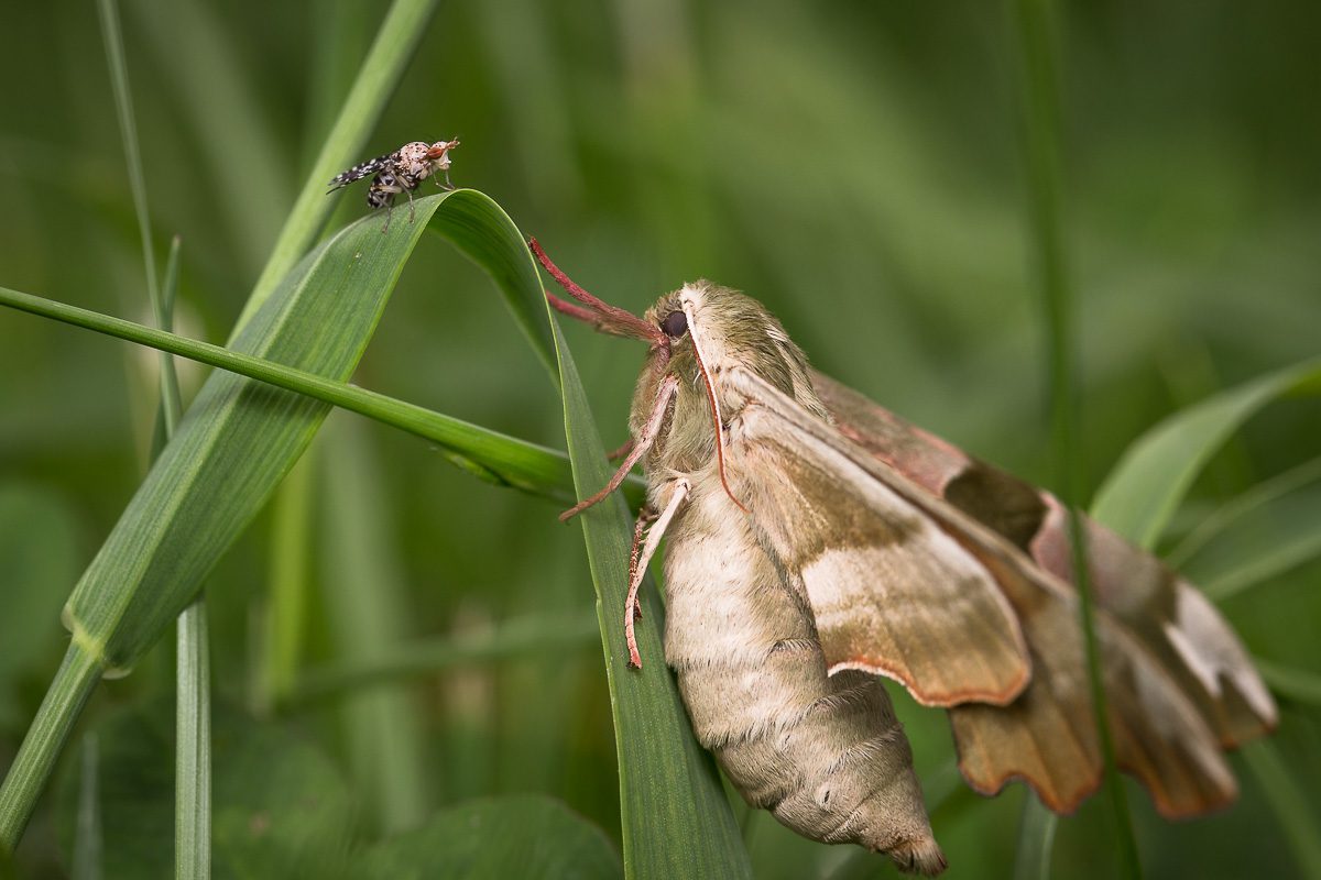 Trypetoptera punctulata et Sphinx du tilleul