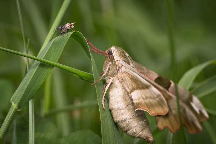 Trypetoptera punctulata et Sphinx du tilleul