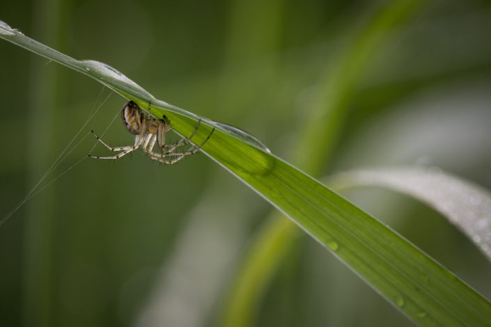 Mangora acalypha