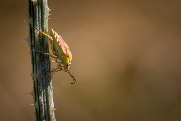 Carpocoris fuscispinus