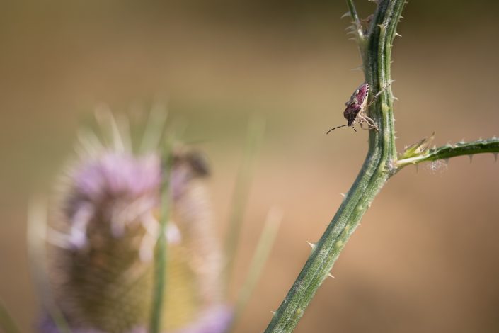 Carpocoris purpureipennis