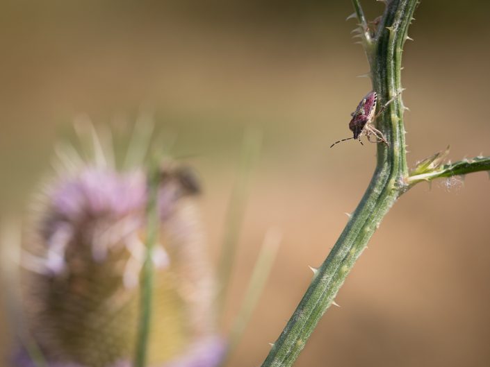 Carpocoris purpureipennis