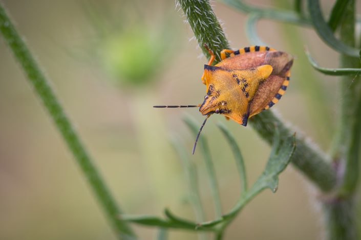 Carpocoris fuscispinus