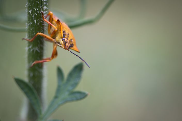 Carpocoris fuscispinus