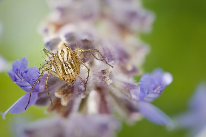 Araignée Lynx (Oxyopes heterophthalmus ?)