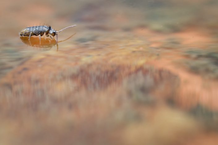 Collembole - (Orchesella villosa ?)