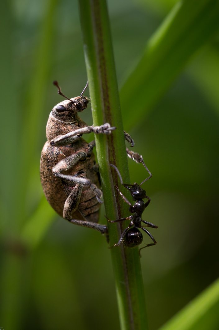 Barynotus margaritaceus (?) - Coleoptère