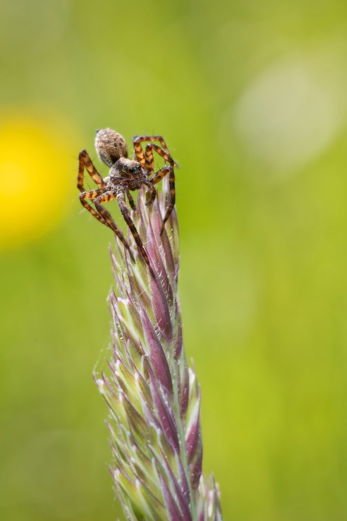 Araignée Loup - Lycosidae