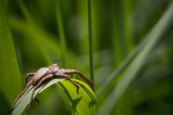 Pisaure admirable (Pisaura mirabilis)