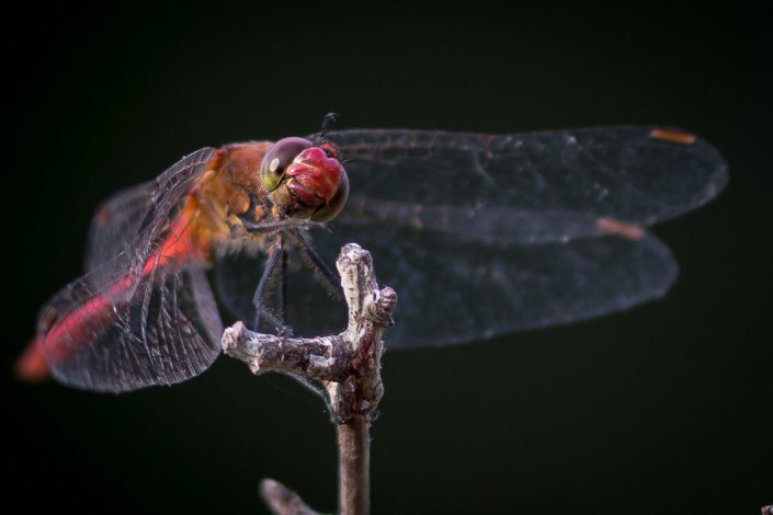 Sympetrum sanguineum