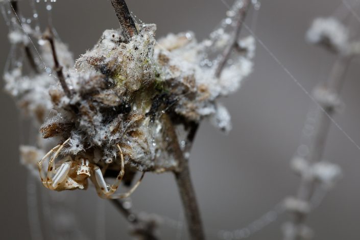 Thomise enflé (même individu, 5 mois plus tard en décembre)