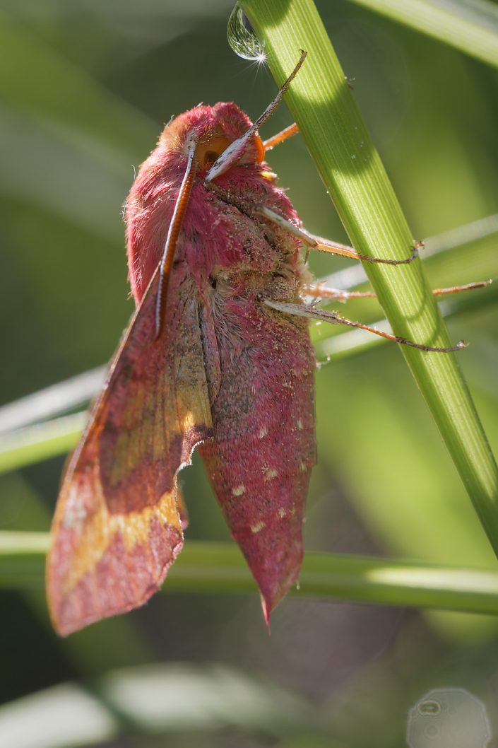 Petit Sphinx de la vigne (Deilephila porcellus)