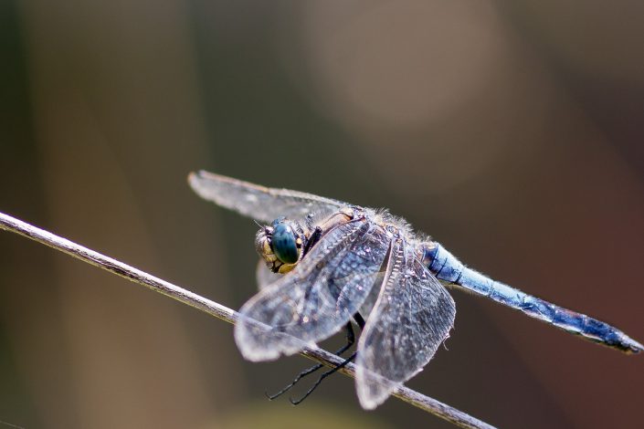 Orthétrum à stylets blancs (Orthetrum albistylum)- Mâle - Tarn et Garonne