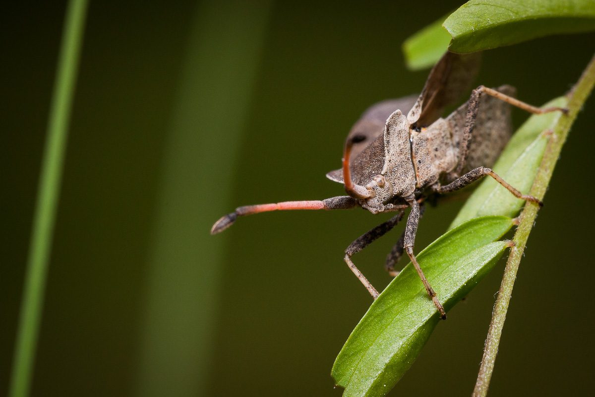 Corée marginée (Coreus marginatus)