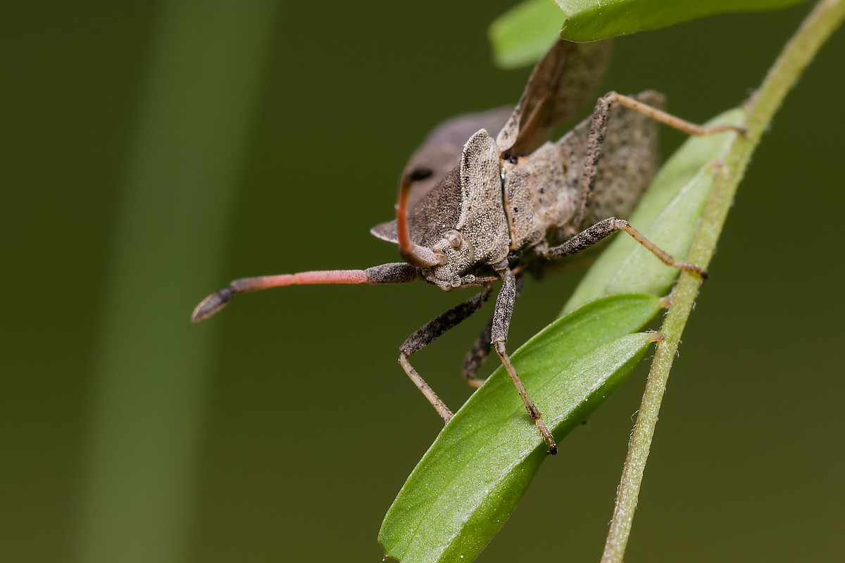 Corée marginée (Coreus marginatus)
