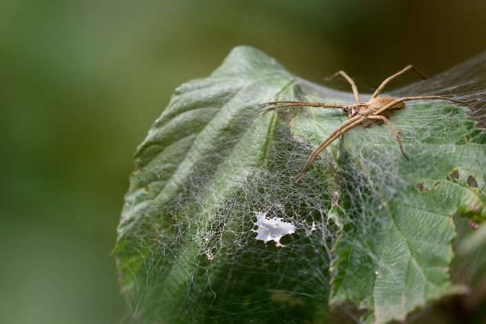 Pisaure admirable (Pisaura mirabilis)
