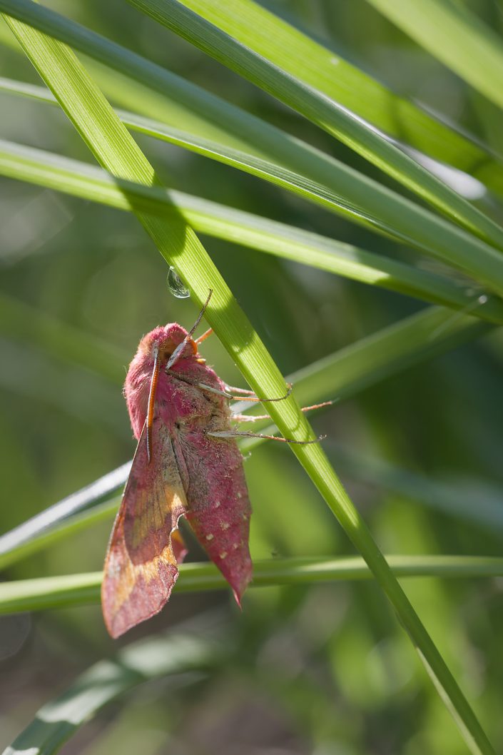 Petit Sphinx de la vigne (Deilephila porcellus)