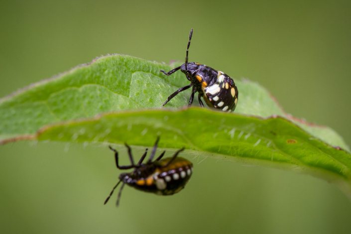 Nezara viridula