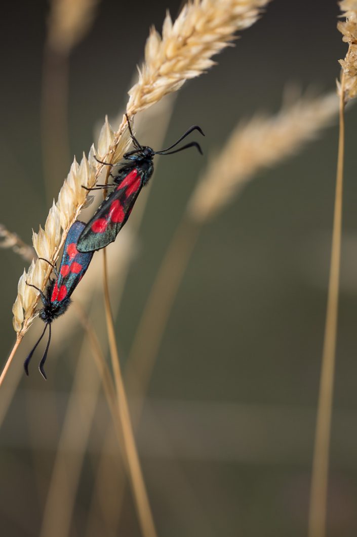 Zygaena lonicerae (lépidoptère)