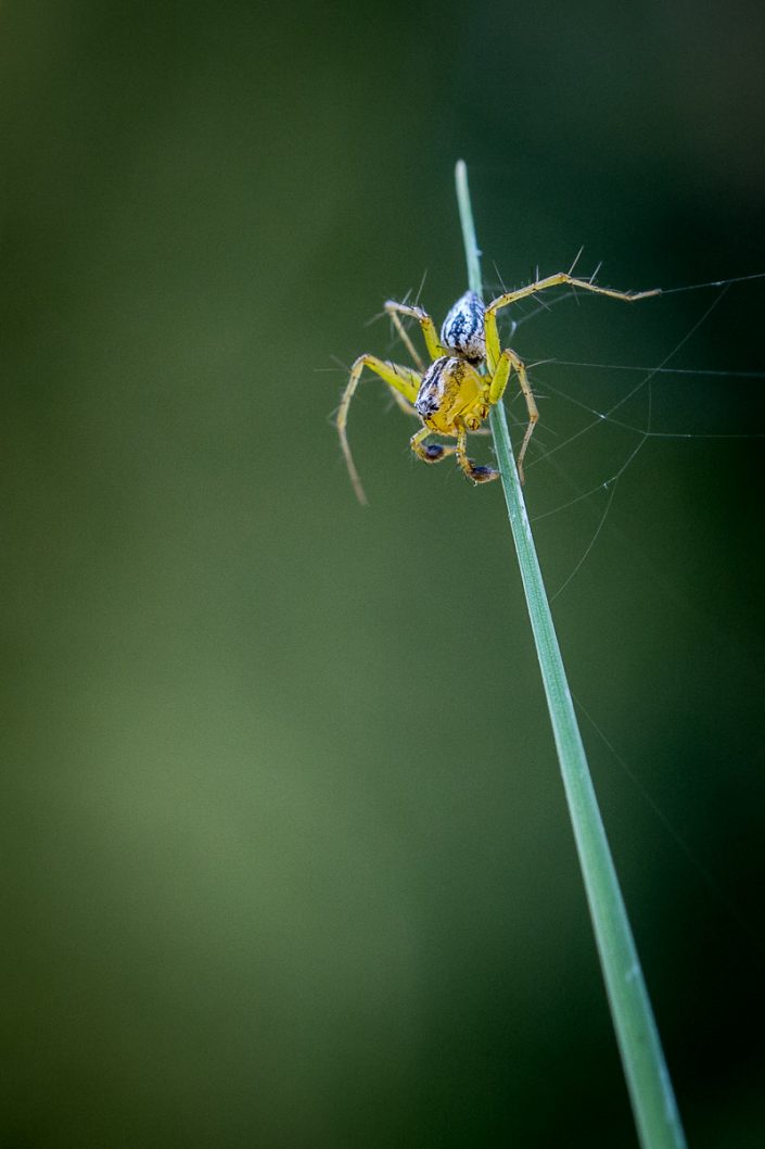 Oxyope Lineatus ?