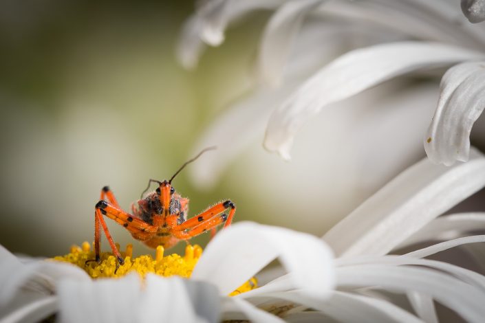 Rhéduve irrascible (Rhinocoris iracundus)