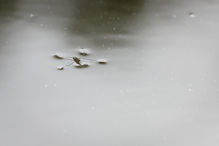 Aquarius paludum -Porteur d'eau palustre (?)