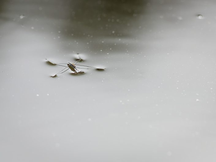 Aquarius paludum -Porteur d'eau palustre (?)