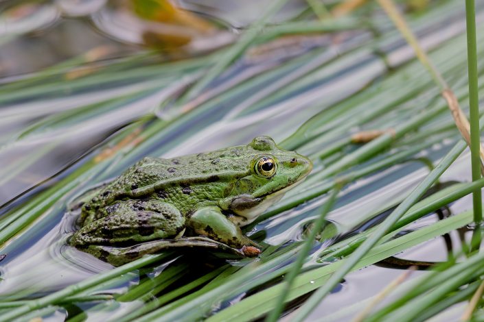 Grenouille Verte - Fontainebleau