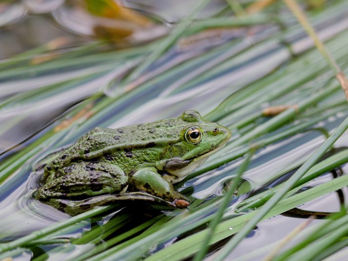 Grenouille Verte - Fontainebleau