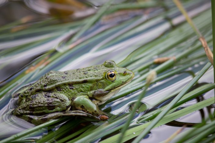 Grenouille Verte - Fontainebleau