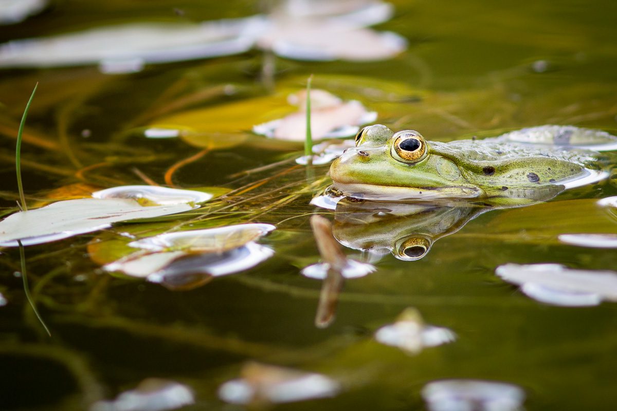 Grenouille Verte Fontainebleau