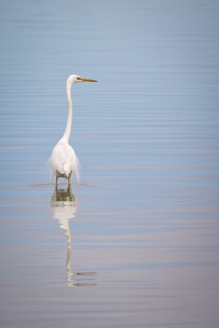 Aigrette - St Nicolas de la Grave (82)