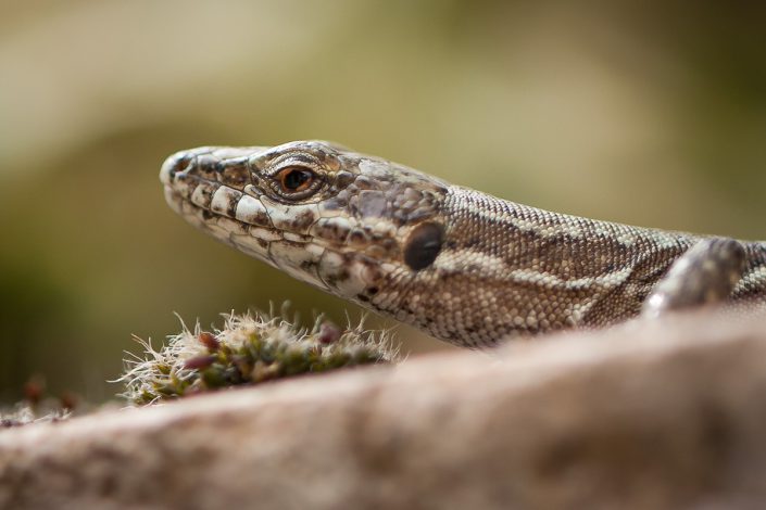 Lézard - Tarn et Garonne