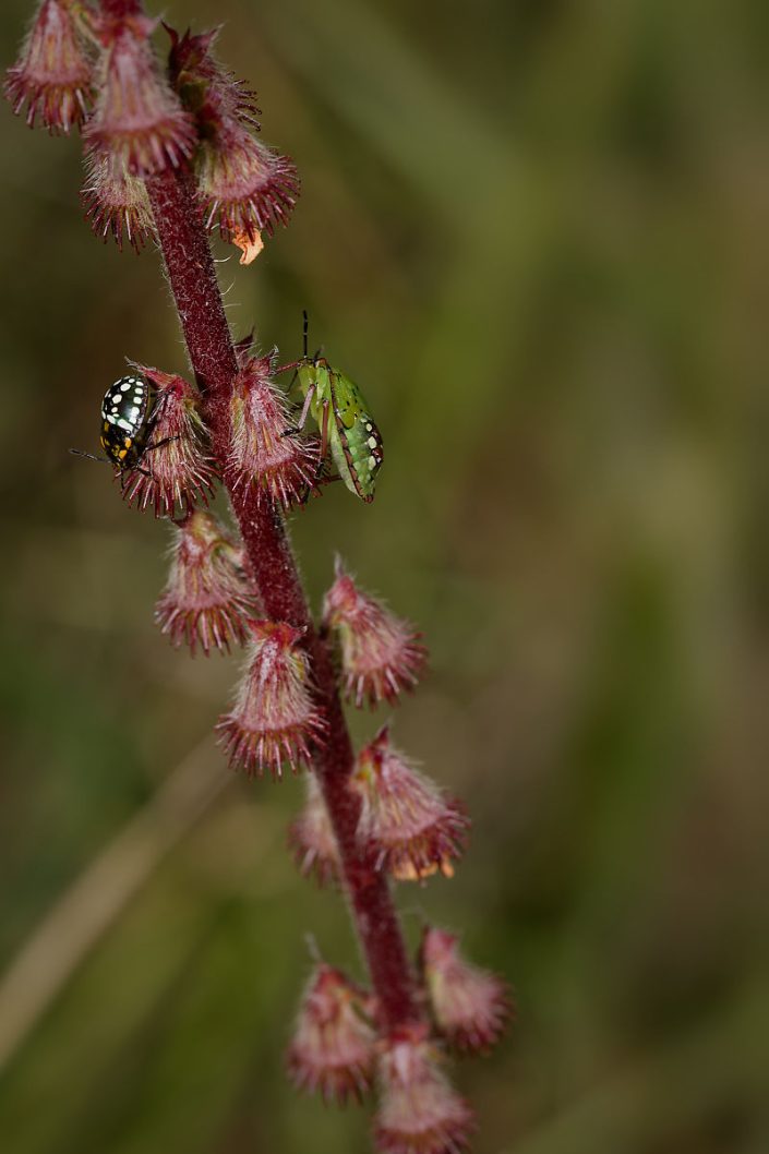 Punaise verte ponctuée (Nezara viridula) - 2024