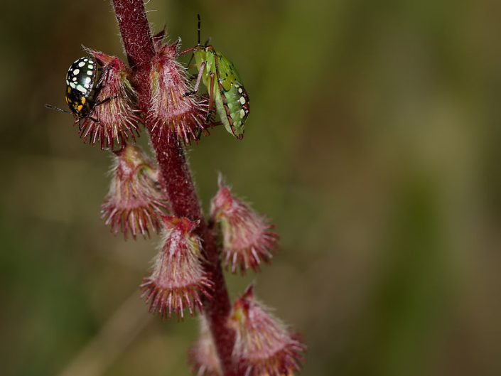 Punaise verte ponctuée (Nezara viridula) - 2024