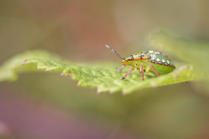 Punaise verte ponctuée (Nezara viridula) - 2024