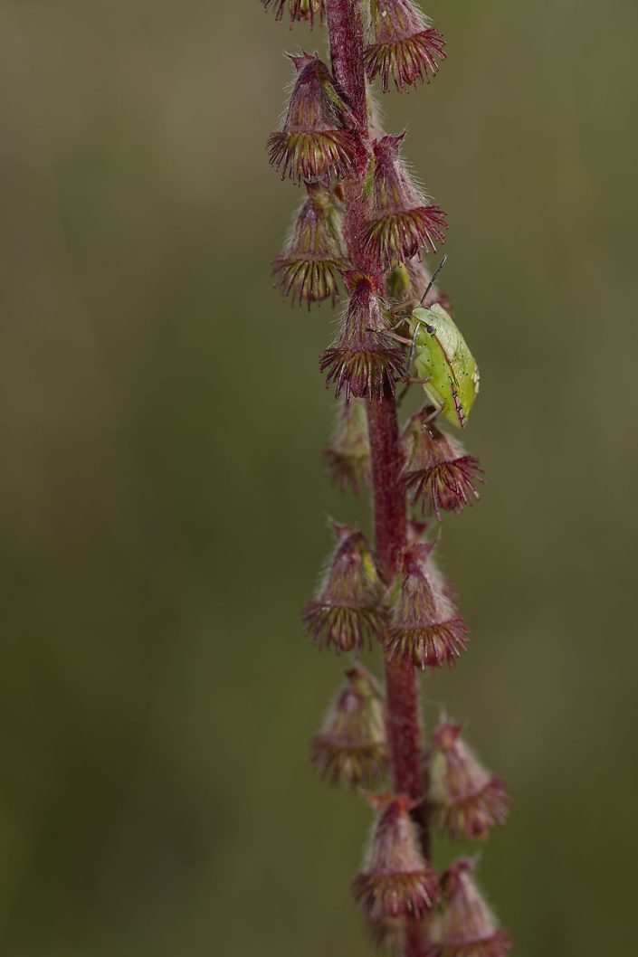 Punaise verte ponctuée (Nezara viridula) - 2024