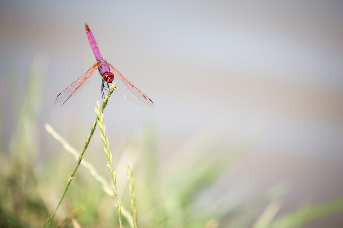 Libellule purpurine - (Trithemis annulata) - 07/2018