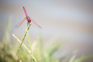 Libellule purpurine - (Trithemis annulata) - 07/2018