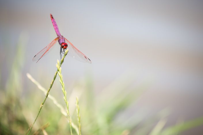 Libellule purpurine - (Trithemis annulata) - 07/2018