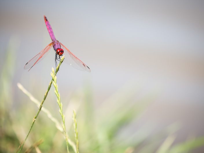 Libellule purpurine - (Trithemis annulata) - 07/2018
