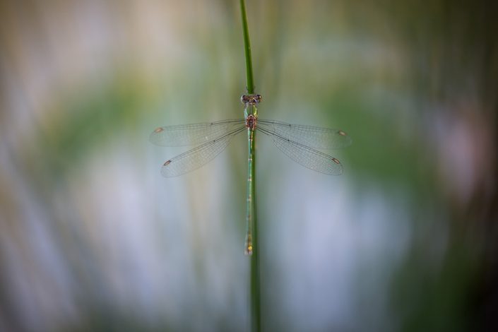 Leste vert (Leste viridis) - 07/2018