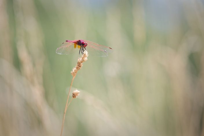 Libellule purpurine - Trithemis annulata