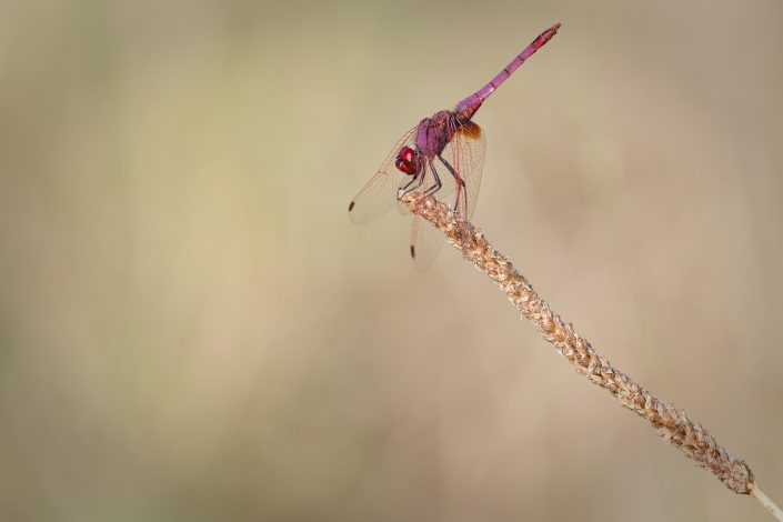 Trithemis annulata