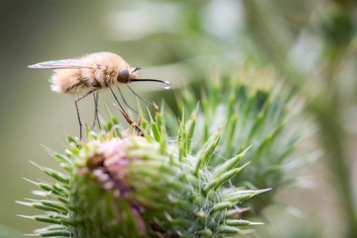 Bombyle