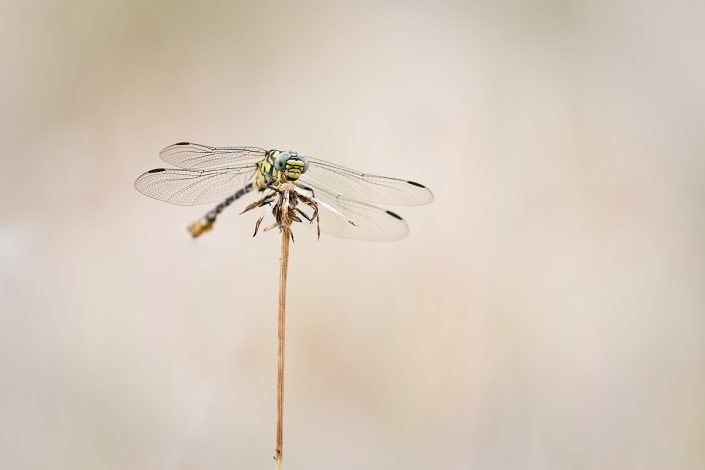 Gomphe à pinces (Onychogomphus forcipatus)